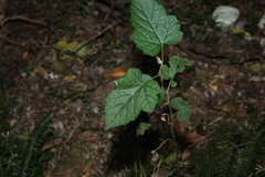 Rubus moluccanus