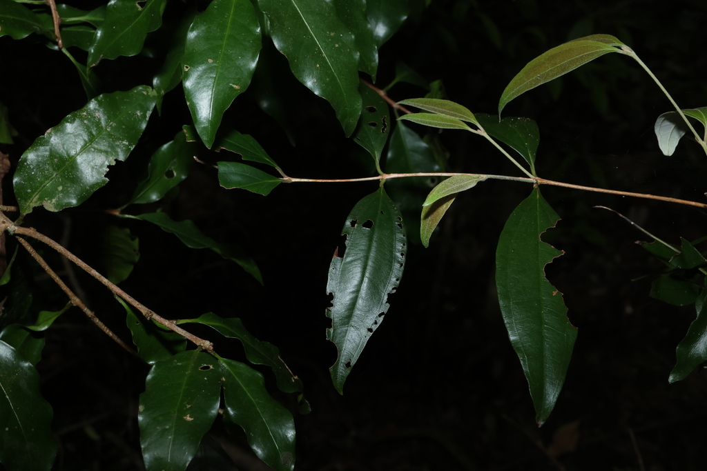Rhodamnia argentea; photograph (c) Greg Tasney, some rights reserved (CC BY-SA)