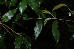 Rhodamnia argentea