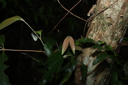 Rhodamnia argentea, photograph 1