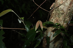 (c) Greg Tasney, some rights reserved (CC BY-SA) Rhodamnia argentea, photograph (c) Greg Tasney, some rights reserved (CC BY-SA)