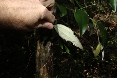 (c) Greg Tasney, some rights reserved (CC BY-SA) Rhodamnia argentea, photograph (c) Greg Tasney, some rights reserved (CC BY-SA)