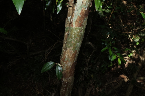 Rhodamnia argentea, photograph 3