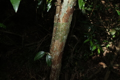 (c) Greg Tasney, some rights reserved (CC BY-SA) Rhodamnia argentea, photograph (c) Greg Tasney, some rights reserved (CC BY-SA)