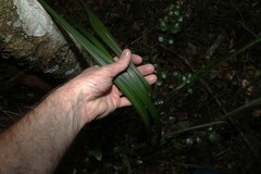 Gymnostachys anceps, photograph (c) Greg Tasney, some rights reserved (CC BY-SA)