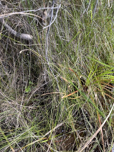 Eleocharis gracilis observed 2026-09-11