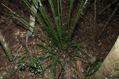 Gymnostachys anceps