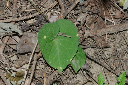 Conical-leaf violet