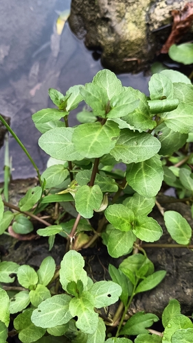Brooklime
