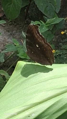 Chocolate Pansy