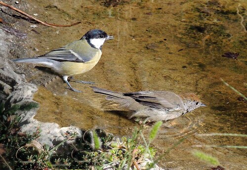 Eurasian Blackcap