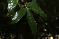 Argyrodendron trifoliolatum