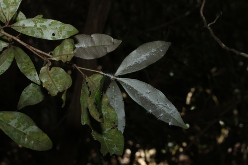 Argyrodendron trifoliolatum, photograph 1
