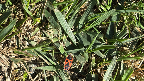 European Firebug