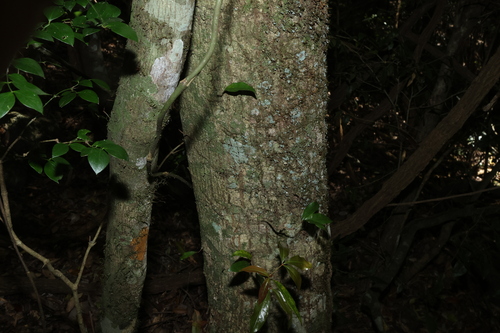 Argyrodendron trifoliolatum, photograph 2