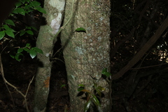 (c) Greg Tasney, some rights reserved (CC BY-SA) Argyrodendron trifoliolatum, photograph (c) Greg Tasney, some rights reserved (CC BY-SA)