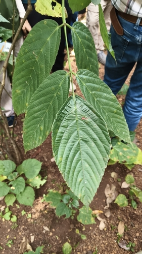 Leea indica observed 2026-09-18
