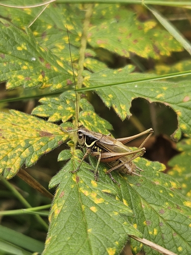 Roesel's Bush-cricket