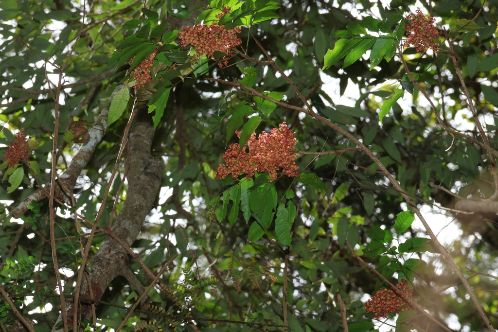 Rhodosphaera rhodanthema; photograph (c) Greg Tasney, some rights reserved (CC BY-SA)