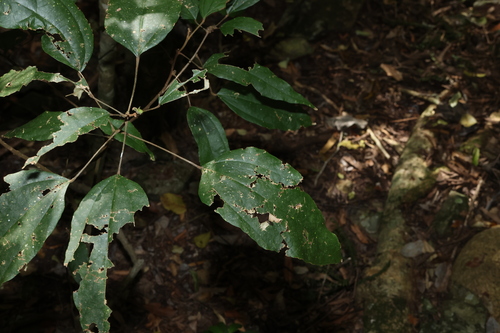 Mallotus philippensis, photograph 1