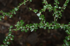 Pittosporum multiflorum, photograph (c) Greg Tasney, some rights reserved (CC BY-SA)