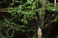 Pittosporum multiflorum, photograph (c) Greg Tasney, some rights reserved (CC BY-SA)
