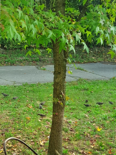 European Starling