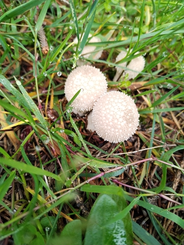 common puffball