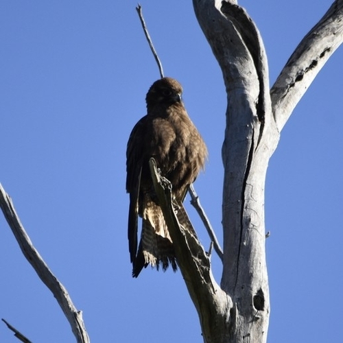 Brown Falcon