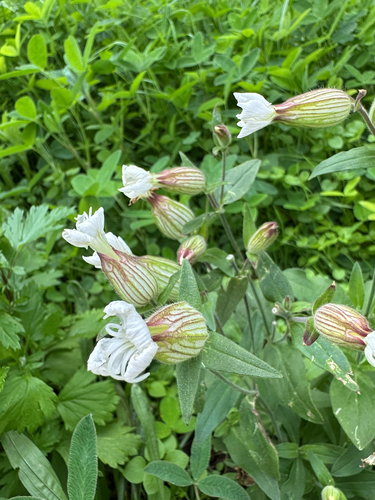 white campion