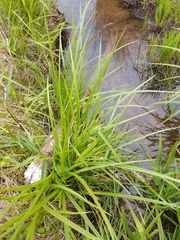 Carex frankii