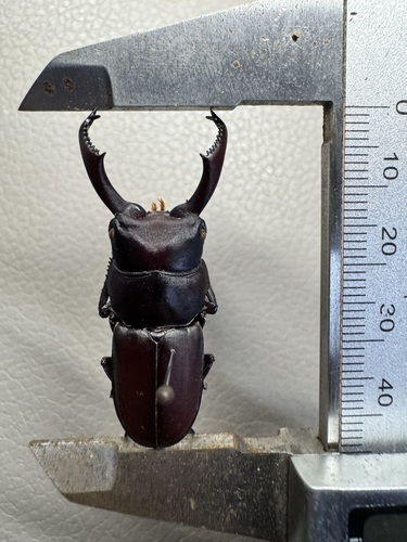 Dorcus tanakai