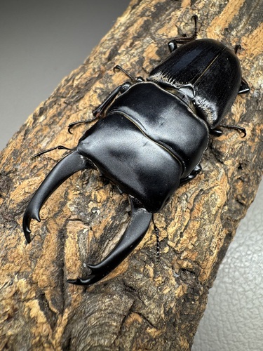 Dorcus hirticornis hirticornis