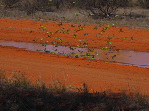 Budgerigar