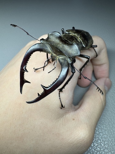 Lucanus nobilis