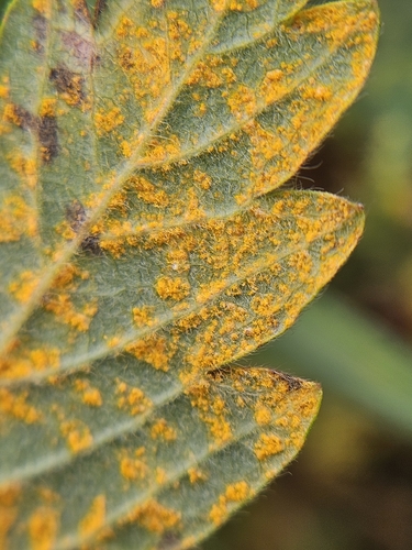 Agrimony Rust