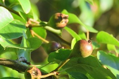 Pyrus cordata