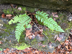 Polystichum aculeatum, photograph (c) FloraJenensis, some rights reserved (CC BY)