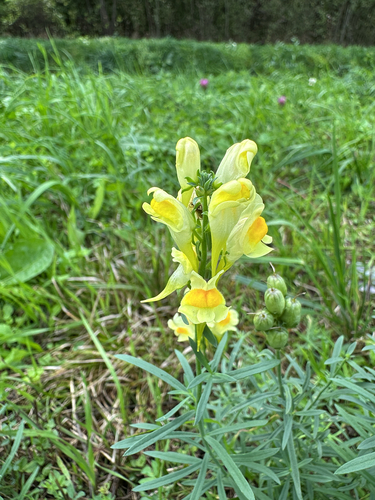common toadflax