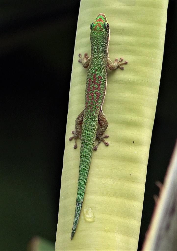 Comoros Day Gecko