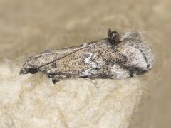 Alpheias transferens