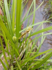 Carex frankii