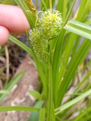 Carex frankii