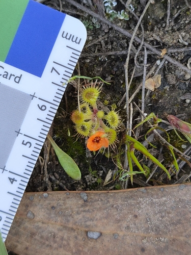 Pimpernel sundew