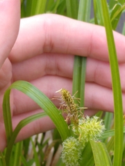 Carex frankii