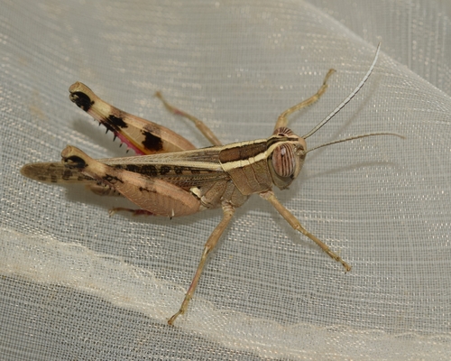 Mediterranean Splendid Grasshopper