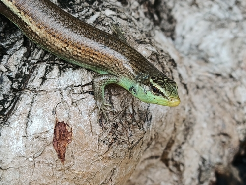Dasia olivacea observed 2026-09-18