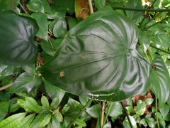 Alocasia cucullata