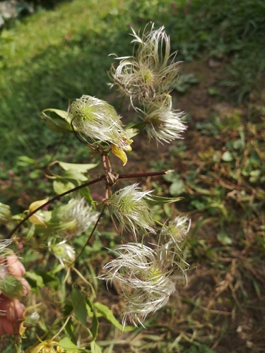 Clematis serratifolia