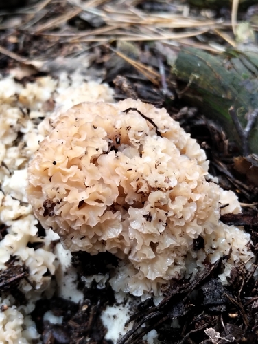 Cauliflower Fungus